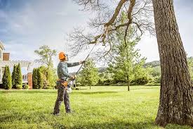 Tree and Shrub Care in Rice Lake, MN