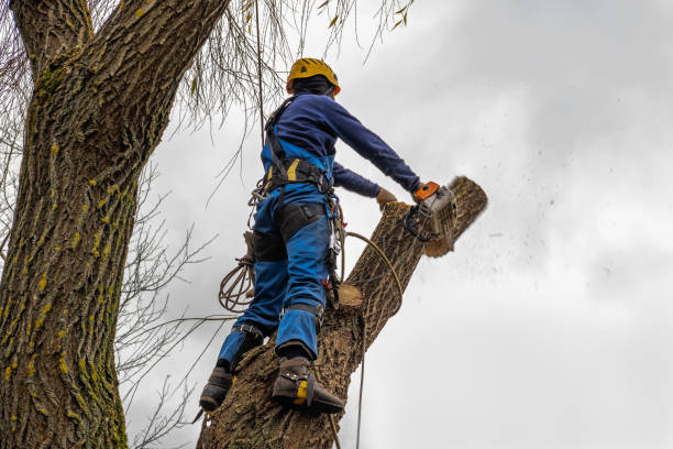 Best Utility Line Clearance  in Rice Lake, MN